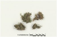 藏品(無疣同蒴苔)的圖片
